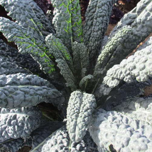 Kale ~ Nero di Toscana (July)